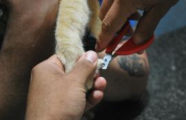 Fedezd fel a kutyakozmetika világát: tervezd meg az új karriered!